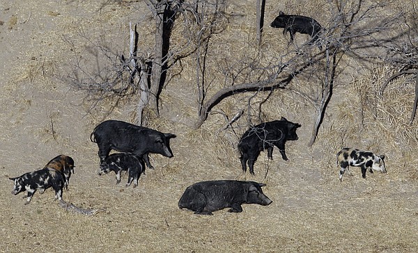A population of hard-to-eradicate 'super pigs' threatens to invade the U.S. - Vimarsana News