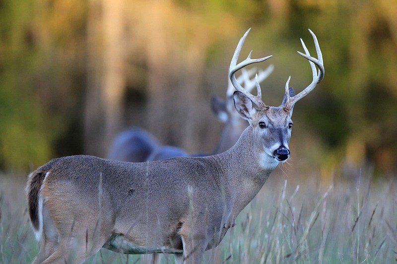 A white-tailed deer is seen. (Courtesy of Arkansas Game and Fish Commission)