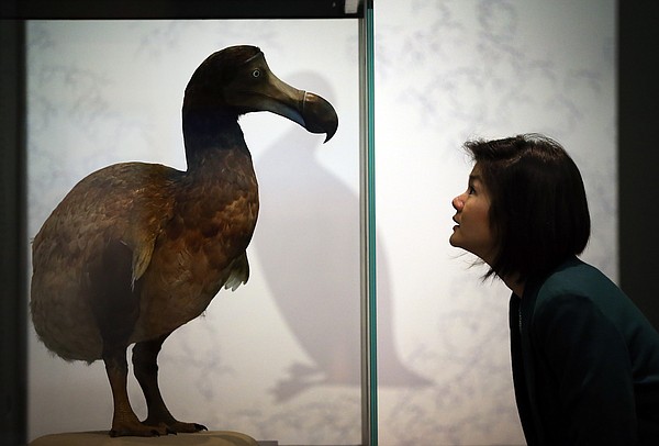 Dallas' Colossal Biosciences finds home for one extinct species - Vimarsana News