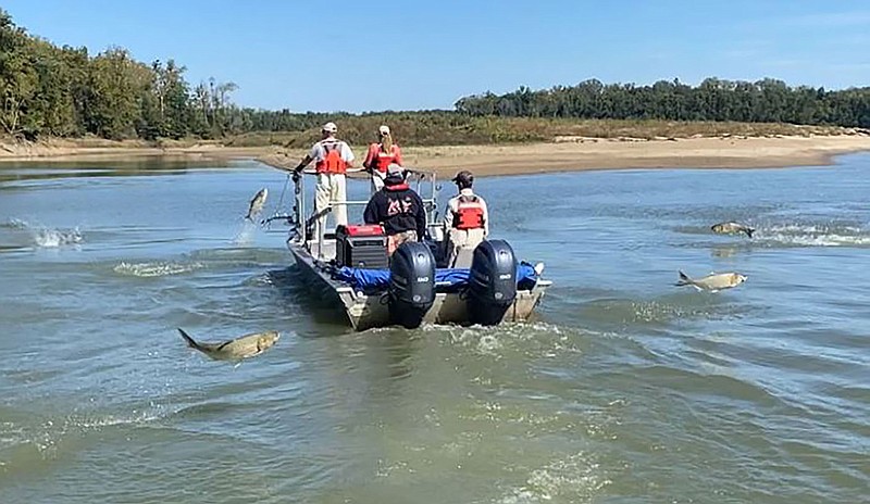 A new type of electrofishing boat collects invasive carp.
(Courtesy photo/Arkansas Game and Fish)