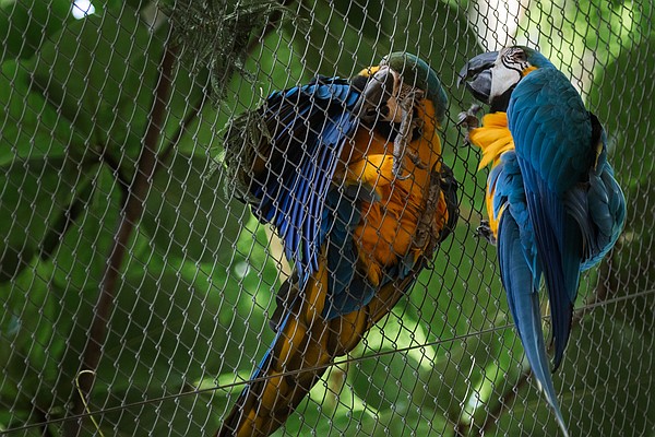 Wings of romance soar at zoo, enchant Brazilians | The Arkansas Democrat-Gazette - Vimarsana News