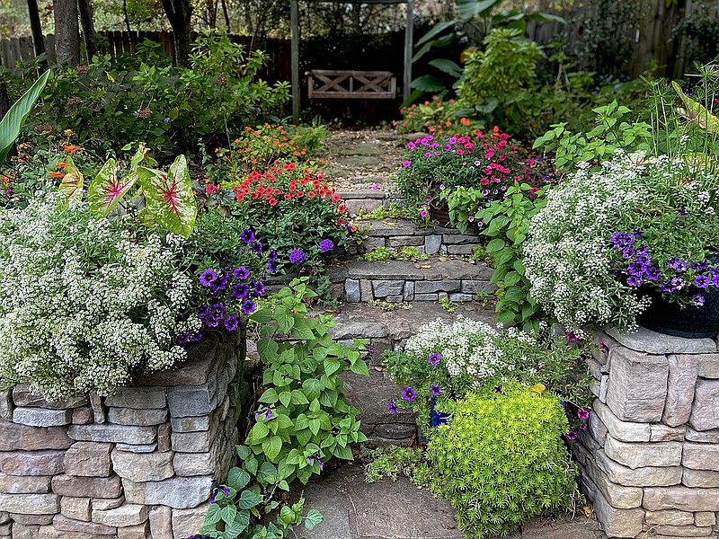 The steps to our swing Thanksgiving week are full of color with Moonlight Knight sweet alyssum showing out. (TNS/Norman Winter)