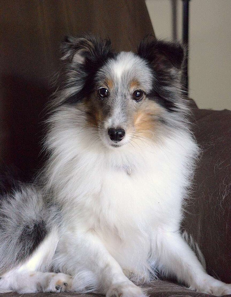 Lady is a miniature Sheltie, Dino Elder's favorite breed of dog. (The Sentinel-Record/Donald Cross)
