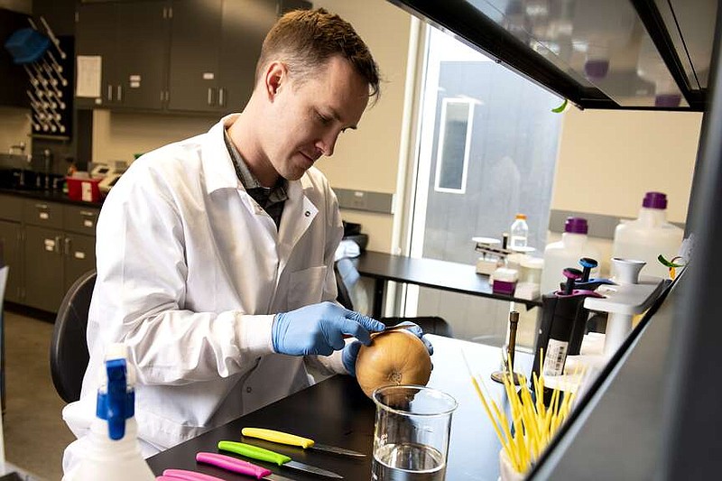 Researcher Adam Baker prepares cuttings from vegetables sanitized by aqueous ozone for testing. He was shown in the file photo researching ozonated water in food processing during an Arkansas Agricultural Experiment Station study. (Special to The Commercial/Fred Miller/University of Arkansas System Division of Agriculture)