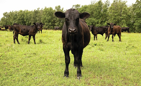 High supply lowers beef cattle prices | The Arkansas Democrat-Gazette - Vimarsana News