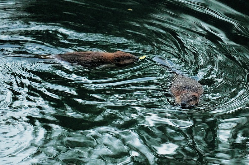 Eureka Springs beaver: Vandal or mascot?