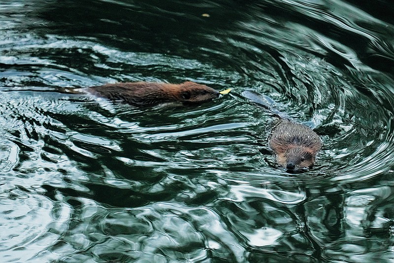 Two beavers swim in Napa Creek, Wednesday, July 19, 2023, in Napa, Calif. (AP Photo/Godofredo A. Vásquez)