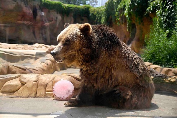 Last remaining grizzly bear at Little Rock Zoo dies