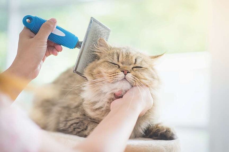 A Persian cat gets a good brushing.