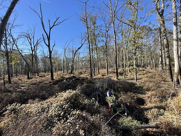 New trees planted to aid waterfowl habitat at Hurricane Lake | Northwest Arkansas Democrat-Gazette - Vimarsana News