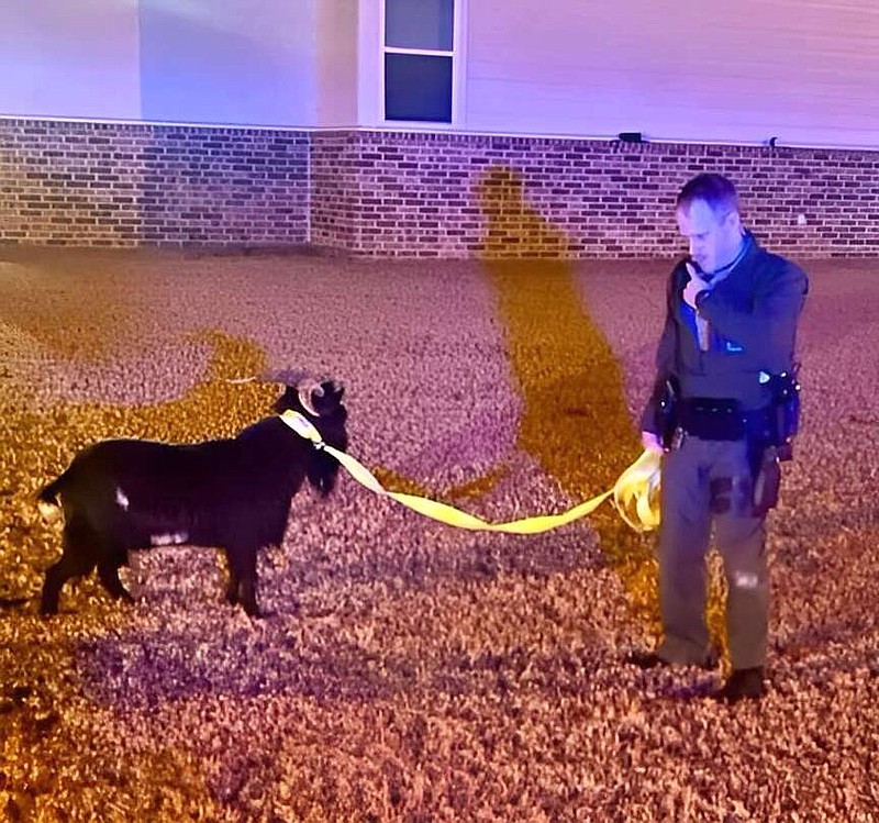 A Washington County Sheriff's deputy captures a wayward goat Wednesday Dec. 13, 2023 in rural Washington County. (Photo courtesy Washington County Sheriff's Office)