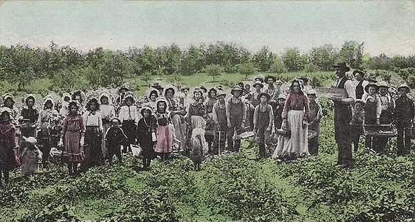 ARKANSAS A-Z: Strawberry farms arose in state, but competition prevailed | The Arkansas Democrat-Gazette - Vimarsana News