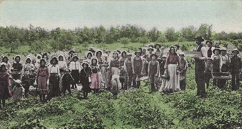 Pickers at a strawberry farm at Van Buren (Crawford County); circa 1905–1910
(Courtesy of the Butler Center for Arkansas Studies, Central Arkansas Library System)