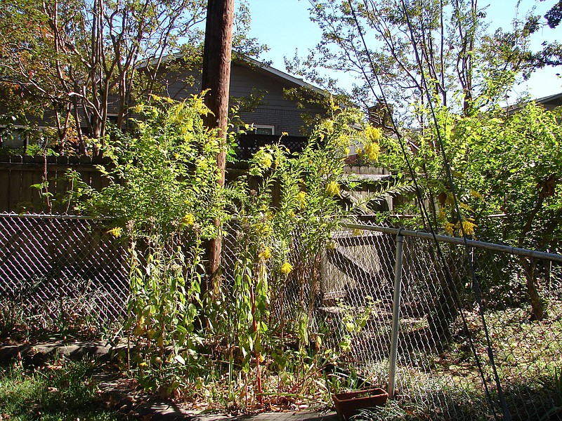 Tall goldenrod is a tough native for full sun that can get a little too assertive when treated to water or fertilizer. (Special to the Democrat-Gazette)