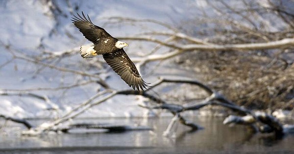Species' protectors also found jobs endangered | The Arkansas Democrat-Gazette - Vimarsana News