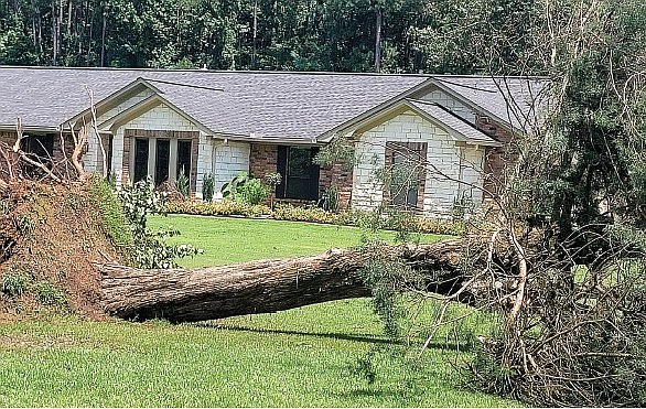 A tree was uprooted by storms that passed through Ouachita County. 
Photo by Bradly Gill.