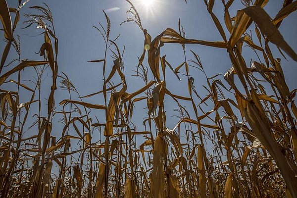 Brazil gets early start to winter corn planting | The Arkansas Democrat-Gazette - Vimarsana News