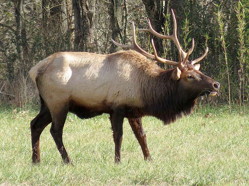 Randy Moll/Westside Eagle Observer
A large bull was among the elk grazing in Boxley Valley on a warm afternoon, on Dec. 30, 2023.