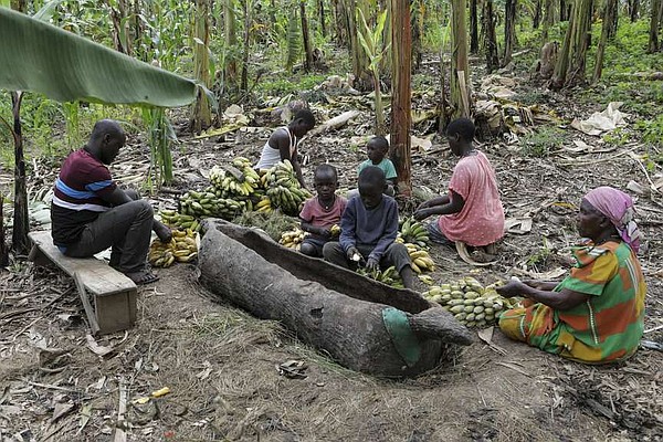 Tonto, a boozy banana drink, comes under threat in Uganda | The Arkansas Democrat-Gazette - Vimarsana News