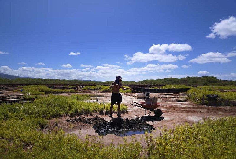 Kane Turalde digs dark, wet clay into buckets to rebuild his family's salt beds at the Hanapepe salt patch on Friday, July 14, 2023, in Hanapepe, Hawaii. After the salt beds or "loi," which are used to make Hawaiian salt, are smoothed out using river rock they are then lined with this rich black clay and left to dry. (AP Photo/Jessie Wardarski)