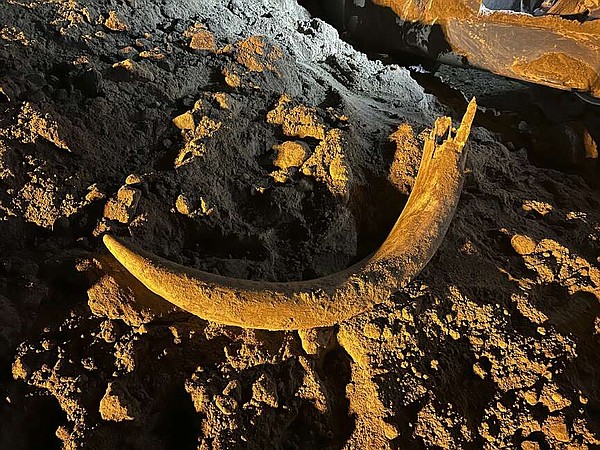 Coal miners in ND unearth mammoth tusk buried for thousands of years - Vimarsana News