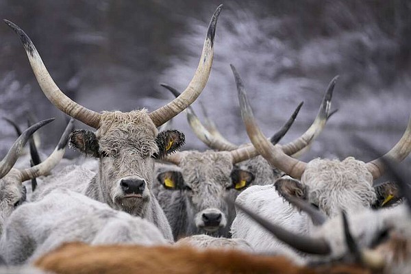 Serbian authorities evacuate cows, horses stuck on river island | Jefferson City News Tribune - Vimarsana News