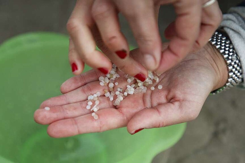 A volunteer shows plastic pellets collected from a beach in Nigran, Pontevedra, Spain, Tuesday, Jan. 9, 2024. Spanish state prosecutors have opened an investigation into countless tiny plastic pellets washing up on the country's northwest coastline after they were spilled from a transport ship. (AP Photo/Lalo R. Villar)