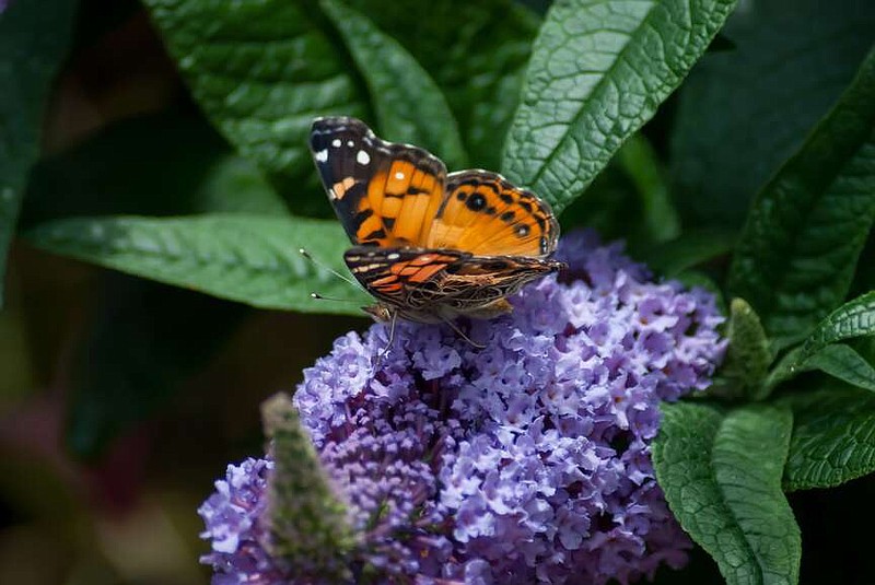 This American Lady butterfly visits a Pugster Amethyst butterfly bush creating a natural complementary color scheme with her bright orange color. (TNS/Norman Winter)