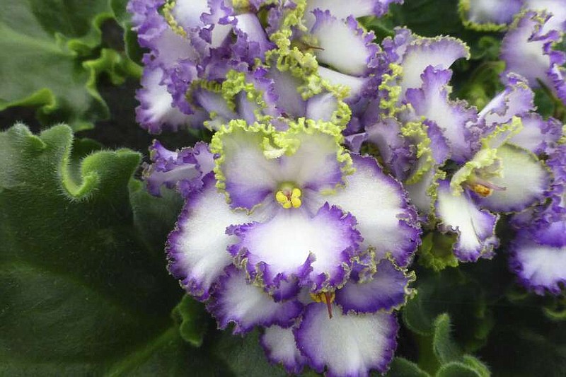 This undated image provided by the National Garden Bureau shows a bi-color African violet plant. The NGB has named 2024 as the Year of the African Violet. (National Garden Bureau via AP)