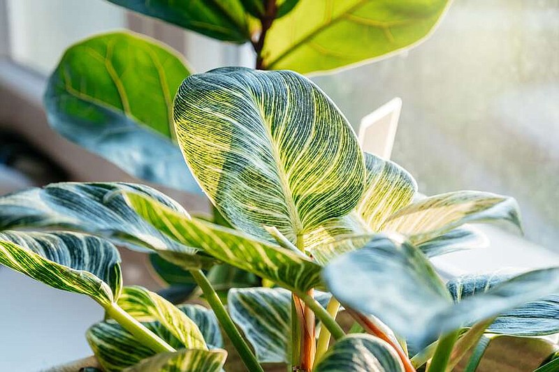 Light is the most common limiting factor when growing plants indoors. Matching the plants to the desired light is the first step toward success. Plant tags, university websites and plant books can provide this information. (Chekyravaa/Dreamstime/TNS)