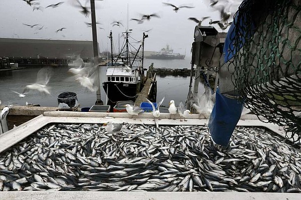 Ruling on small fish will hold big impact for U.S. regulators | The Arkansas Democrat-Gazette - Vimarsana News