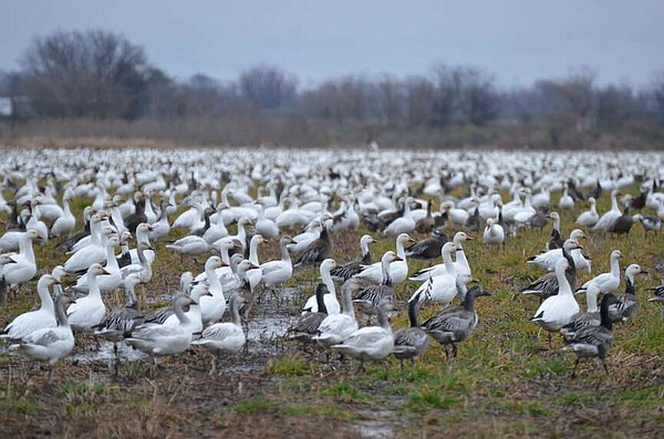 AGFC Releases Waterfowl Report | Pine Bluff Commercial News