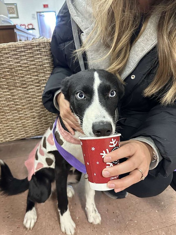 Let’s Eat! 7 Brew brings the love to Fort Smith animal shelter; Slim