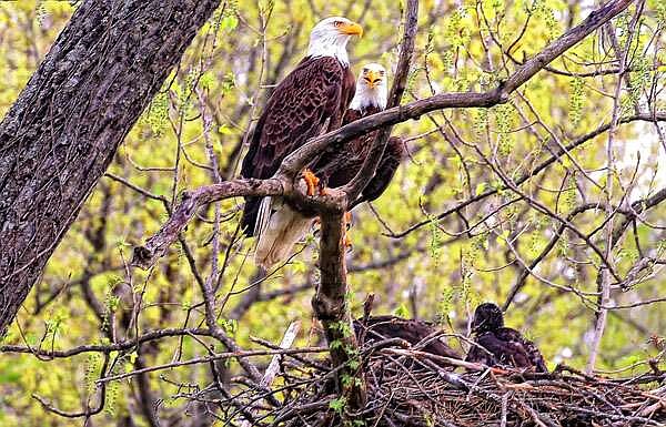 See birds of prey and more at Wonders Of Winter Wildlife Saturday At Hobbs State Park | Northwest Arkansas Democrat-Gazette - Vimarsana News
