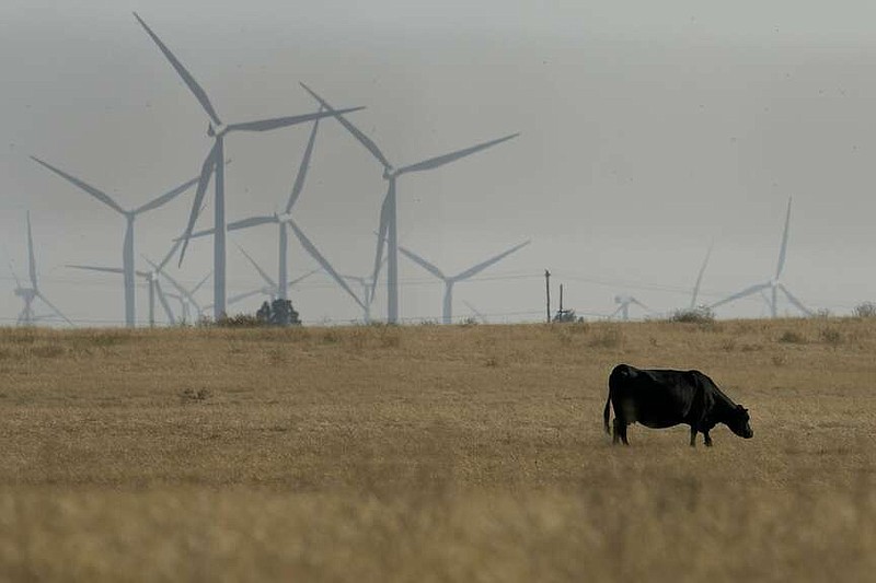 FILE - A cow grazes with wind farms in the background in rural Solano County, Calif., Aug. 30, 2023.  The people behind a secretive Silicon Valley-backed ballot initiative to construct a new city on farmland between Sacramento and San Francisco are releasing more details of their plan as they submit paperwork Wednesday, Jan. 17, 2024, to qualify for the November election. (AP Photo/Godofredo A. Vásquez, File)