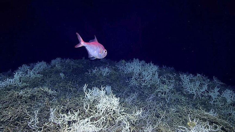 In this image provided by NOAA Ocean Exploration, an alfonsino fish swims above a thicket of Lophelia pertusa coral during a dive on a cold water coral mound in the center of the Blake Plateau off the southeastern coast of the U.S., in June 2019. In January 2024, scientists announced they have mapped the largest coral reef deep in the ocean, stretching hundreds of miles off the U.S. coast. While researchers have known since the 1960s that some coral were present off the Atlantic coast, the reef's size remained a mystery until new underwater mapping technology made it possible to construct 3D images of the ocean floor. (NOAA Ocean Exploration via AP)