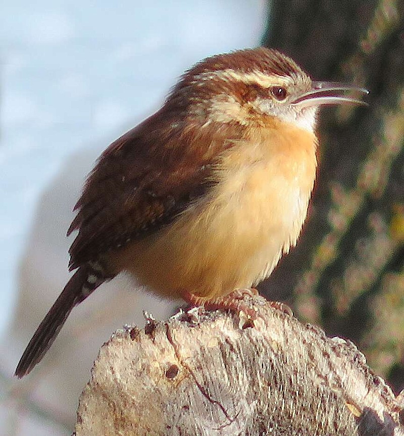 Randy Moll/Westside Eagle Observer
A Carolina Wren perches and sings atop a cut log in a brush pile on a cold afternoon at Eagle Watch Nature Trail in Gentry on Saturday, Jan. 20, 2024.