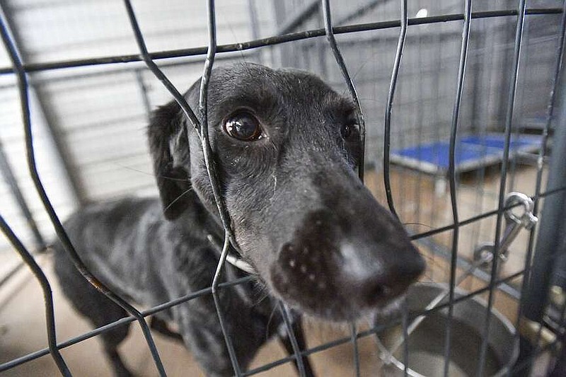 A dog named Cotana looks out from its crate, Friday, Nov. 11, 2022, at the Fort Smith Animal Haven in Fort Smith.  (NWA Democrat-Gazette/Hank Layton)
