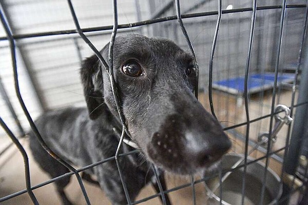 Fort Smith directors OK pet spay, neuter vouchers | The Arkansas Democrat-Gazette - Vimarsana News