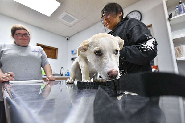 Fort Smith Animal Haven saw record number of adoptions in 2023, city directors told | The Arkansas Democrat-Gazette - Vimarsana News