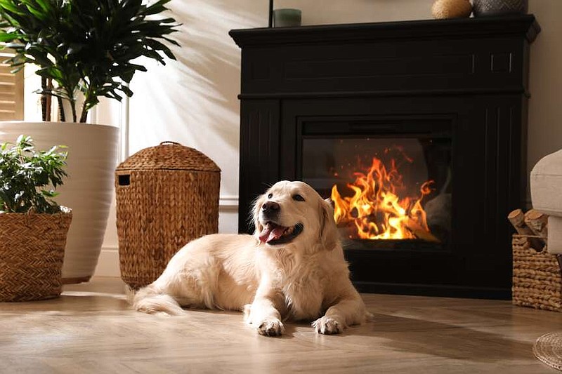 Adorable golden retriever gets cozy in front of an electric fireplace. (istockphoto.com/Liudmila Chernetska)