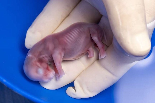 Rhino pregnancy from embryo transfer a success that may help the nearly extinct subspecies - Vimarsana News