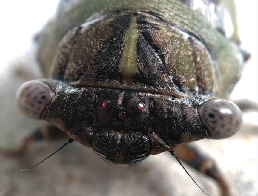 Rare Dual Brood Emergence Of Cicadas Coming | Hot Springs Sentinel Record