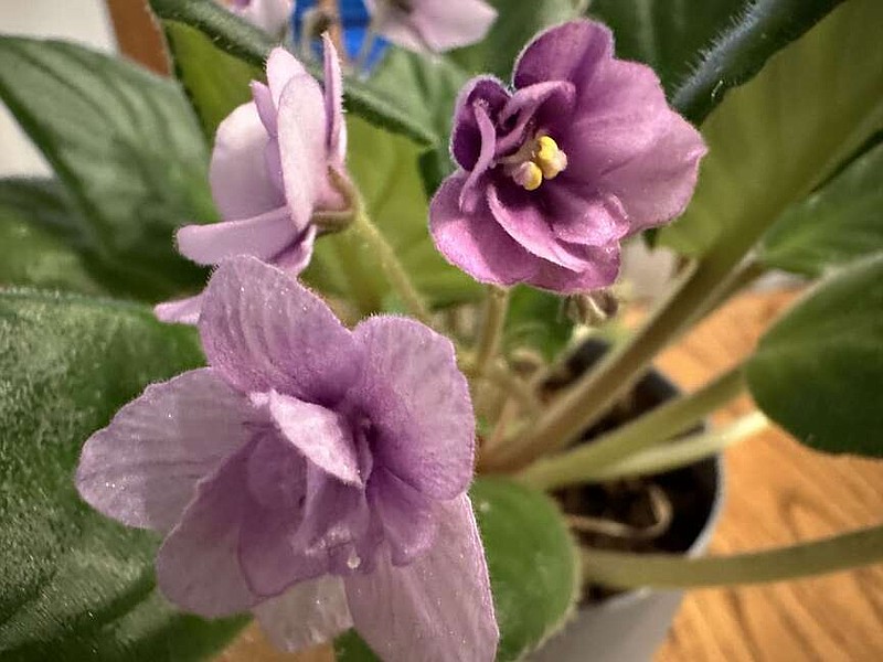 Terri O'Byrne/McDonald County Press
The blooms of the African Violet reminds one that Spring is on the way.