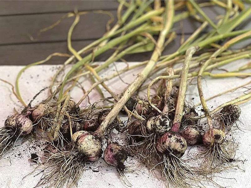 Freshly harvested garlic bulbs are set out to dry. Growing fruits, vegetables and herbs that are expensive to buy at the supermarket is a great way to cut your grocery bill. (Jessica Damiano via AP)