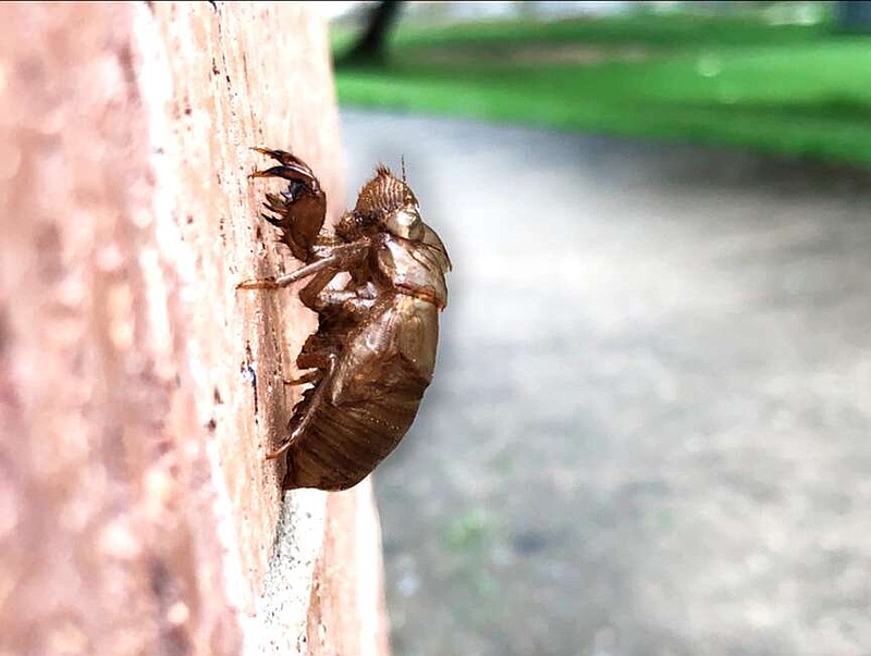 History in the making Rare cicada emergence expected for spring