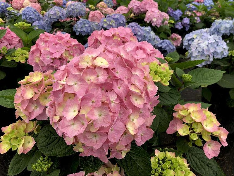 Let's Dance Sky View is the Proven Winners ‚ Hydrangea of the Year for 2024. (TNS/Tim Wood)