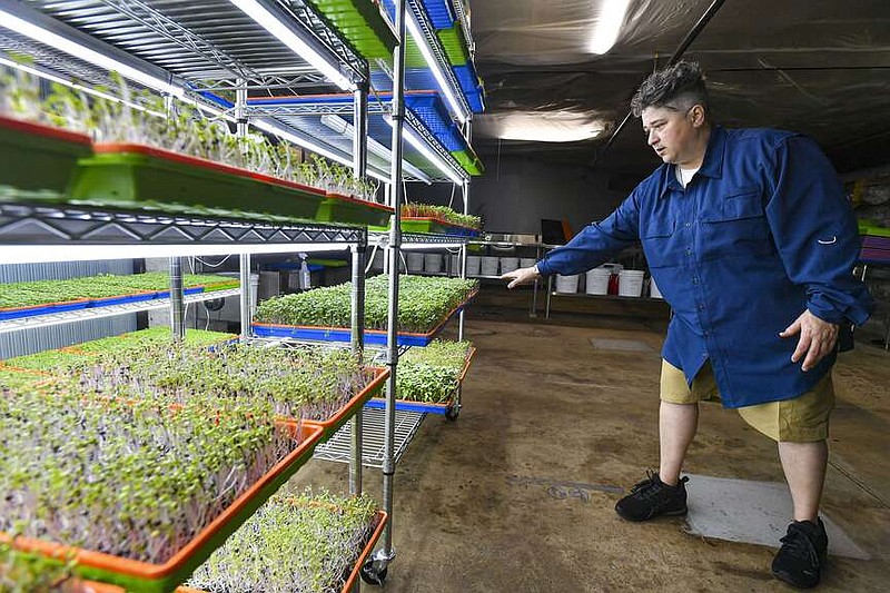 Jennifer Blumthal, owner of Stoned Epicureans, examines microgreens Thursday in the basement of the Mill and Exchange at the Bakery District in downtown Fort Smith. Launched in 2021, Stoned Epicureans is Arkansas' first commercially licensed USDA urban farm that provides fresh microgreens to Fort Smith Public Schools and other school districts around the River Valley. Visit rivervalleydemocratgazette.com/photo for today's photo gallery.

(River Valley Democrat-Gazette/Hank Layton)