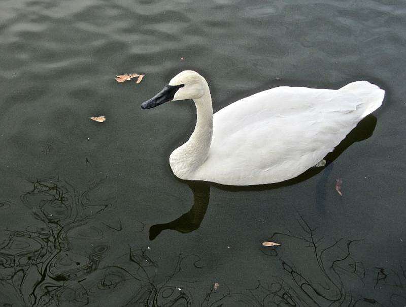 A trumpeter swan glides on the water at an Abram Pond. (Special to the Democrat-Gazette/Marcia Schnedler)