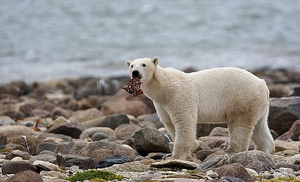 For threatened polar bears, the climate change diet is a losing proposition - Vimarsana News